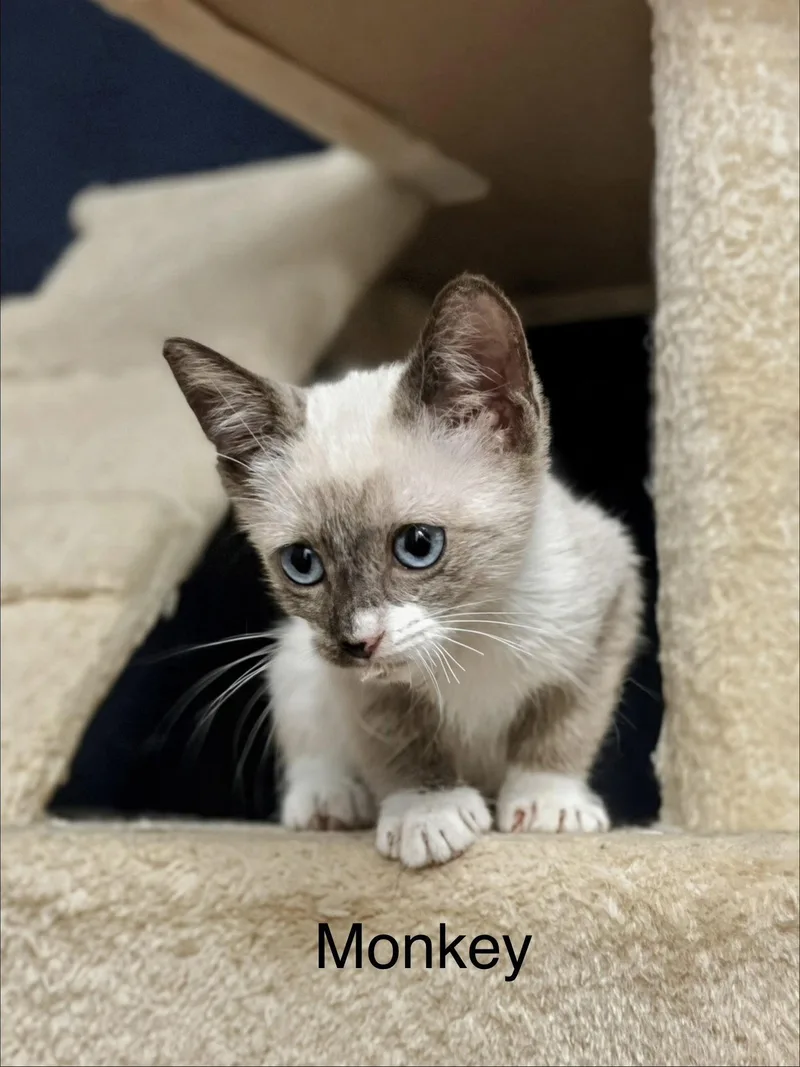 A baby small-sized male Siamese cat named Monkey C Weaver for adoption in Saunderstown, RI