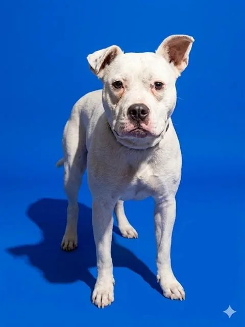 A young medium-sized male Mixed Breed dog named Sherlock Bone for adoption in Jacksonville, FL