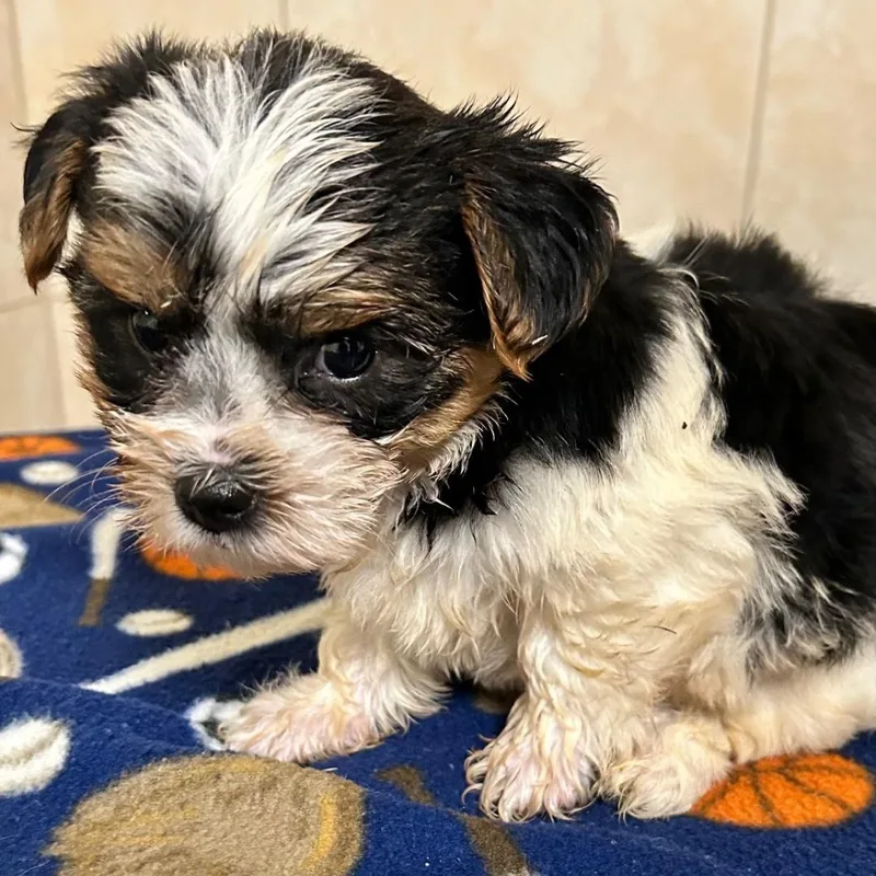 A baby small-sized male Yorkshire Terrier dog named Hero for adoption in Bartonsville, PA
