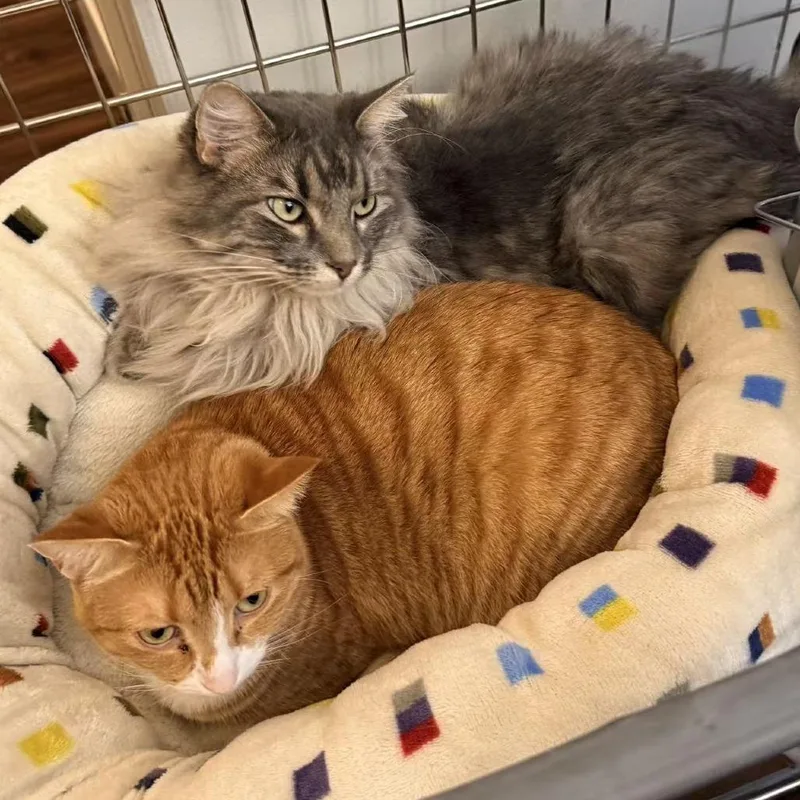 An adult small-sized female Orange / Red Domestic Short Hair cat named Penny for adoption in Lynchburg, VA