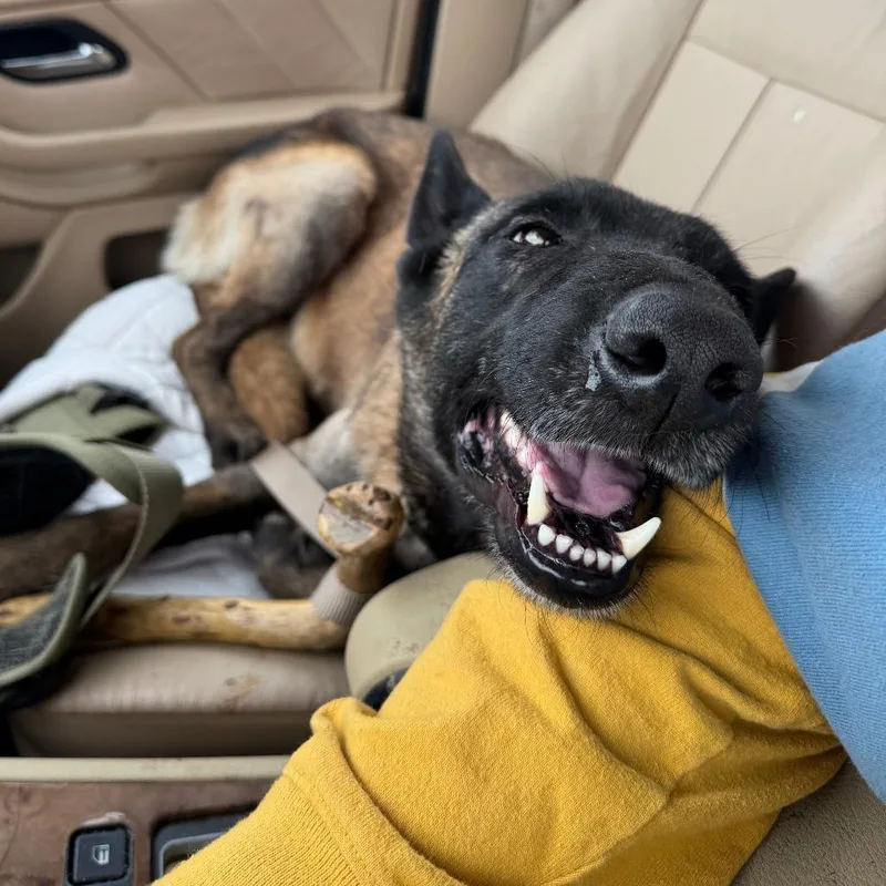 An adult medium-sized female Brown / Chocolate Belgian Shepherd / Malinois dog named Lily for adoption in Tulsa, OK