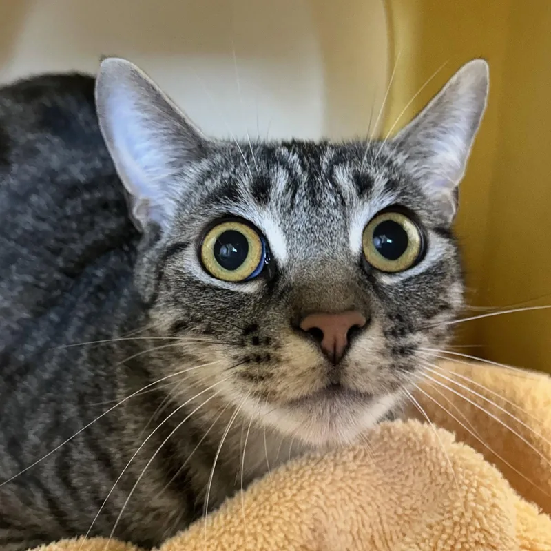 An adult small-sized female Domestic Short Hair cat named Ebony & Sukkar for adoption in Burlingame, CA