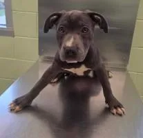 A young large-sized female Mastiff dog named Mcmuffin for adoption in Kansas City, MO