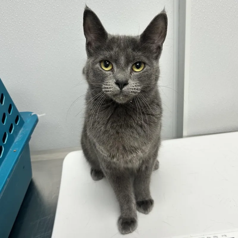 A young medium-sized female Gray / Blue / Silver Domestic Short Hair cat named Spookie for adoption in Abilene, TX