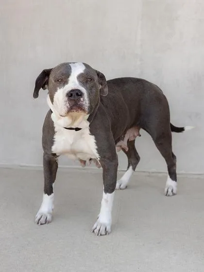 An adult medium-sized female Mixed Breed dog named Anya for adoption in Longmont, CO