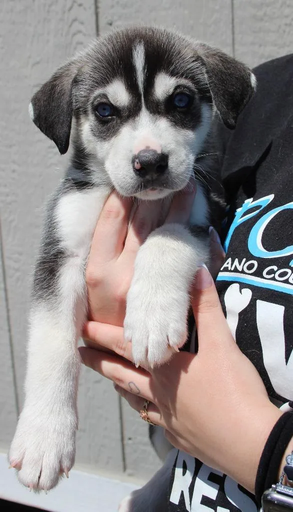 A baby medium-sized male Husky dog named Jambalaya for adoption in Vacaville, CA