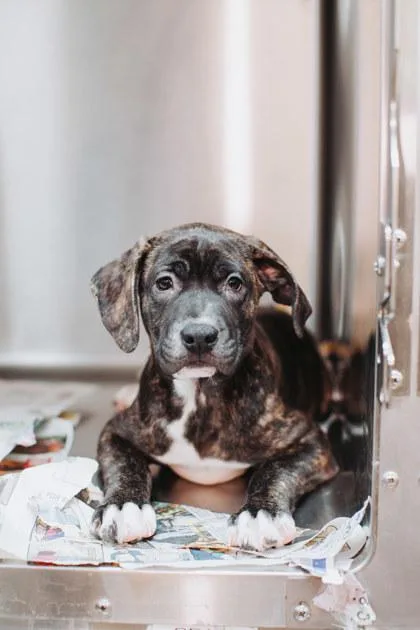 A young small-sized male American Staffordshire Terrier dog named A Crixus for adoption in North Charleston, SC