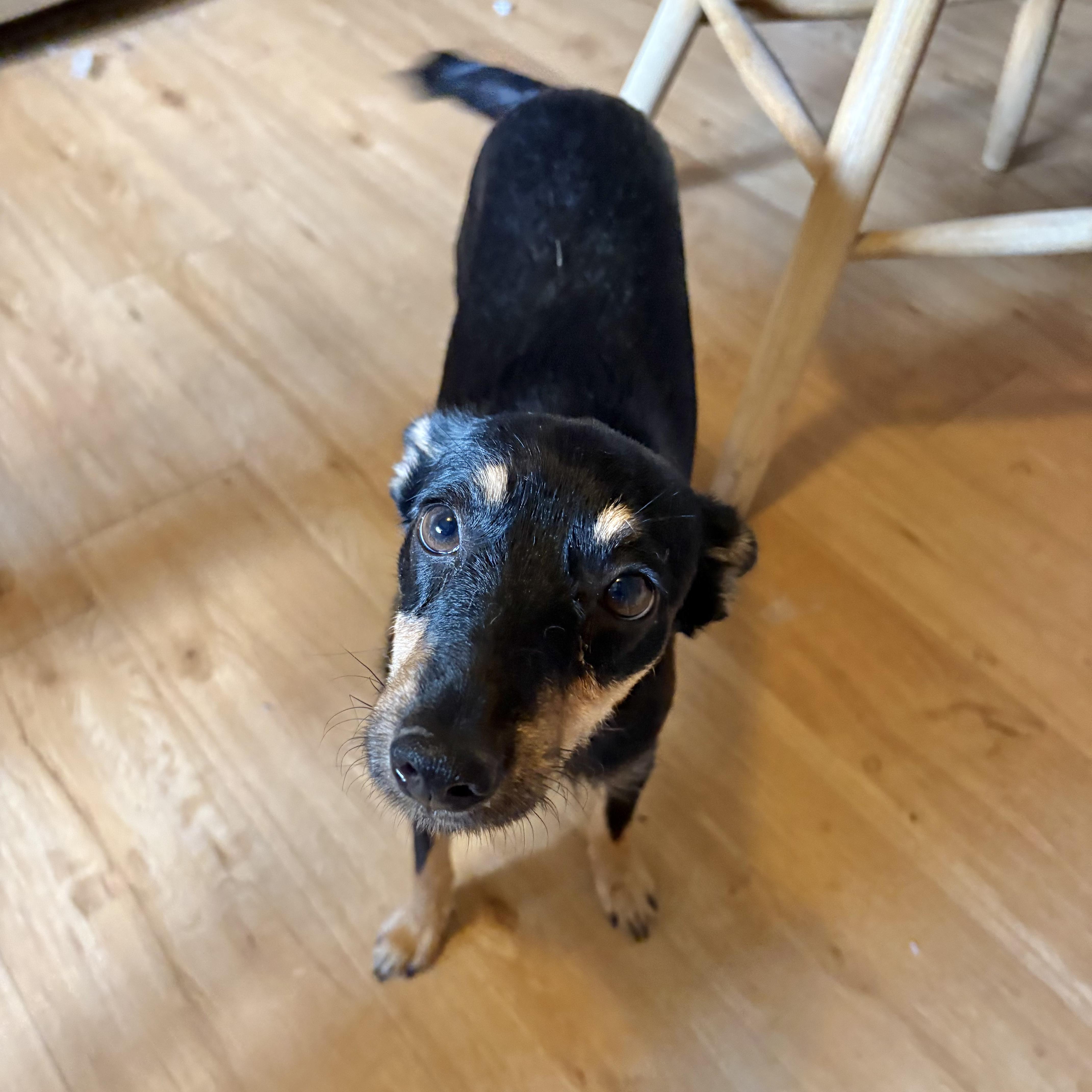 Pepper thumbnail 2