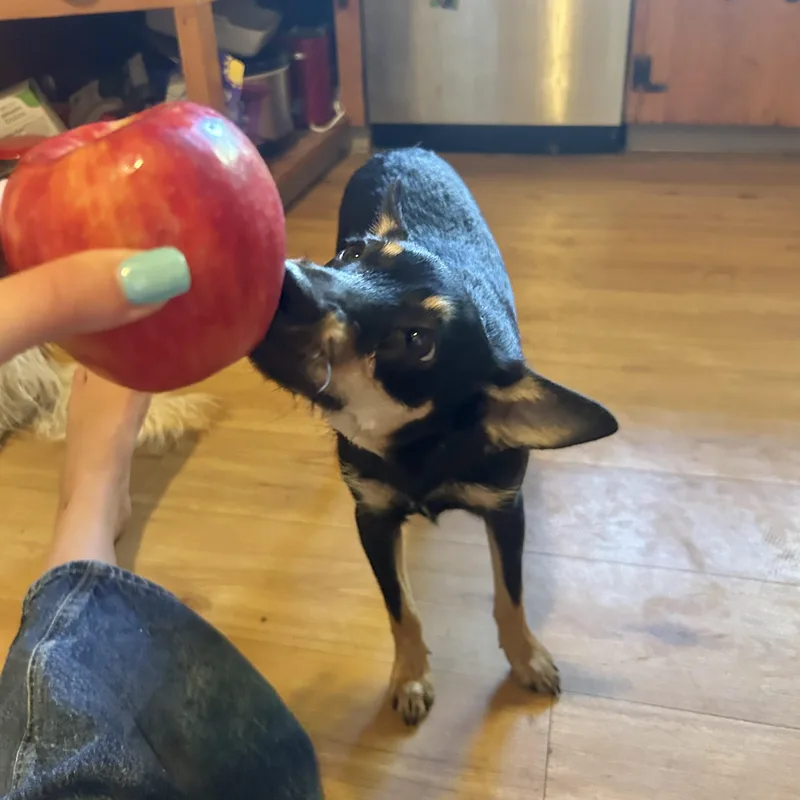 Pepper thumbnail 3