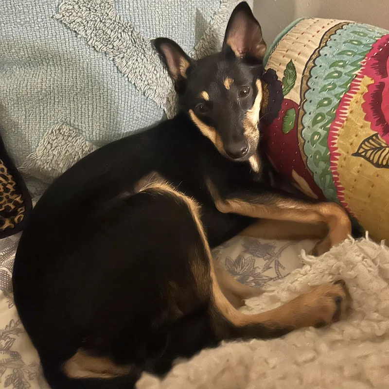 Pepper thumbnail 5