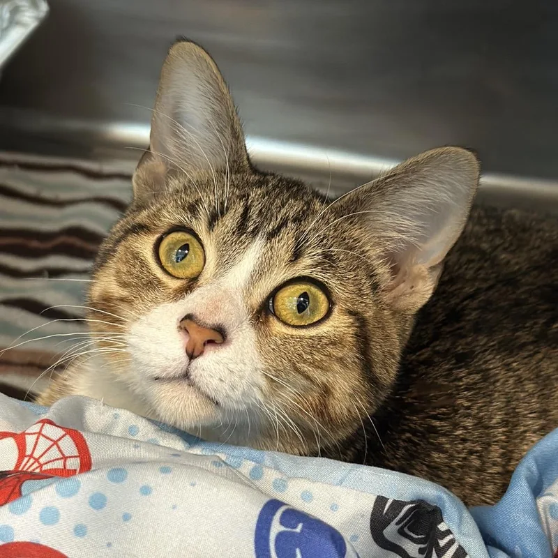 A young medium-sized male Brown / Chocolate Domestic Short Hair cat named Shadrach for adoption in Matteson, IL