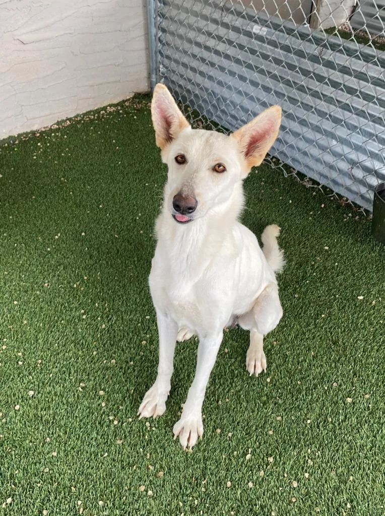 An adult large-sized female White German Shepherd dog named Minnie for adoption in Chino Valley, AZ
