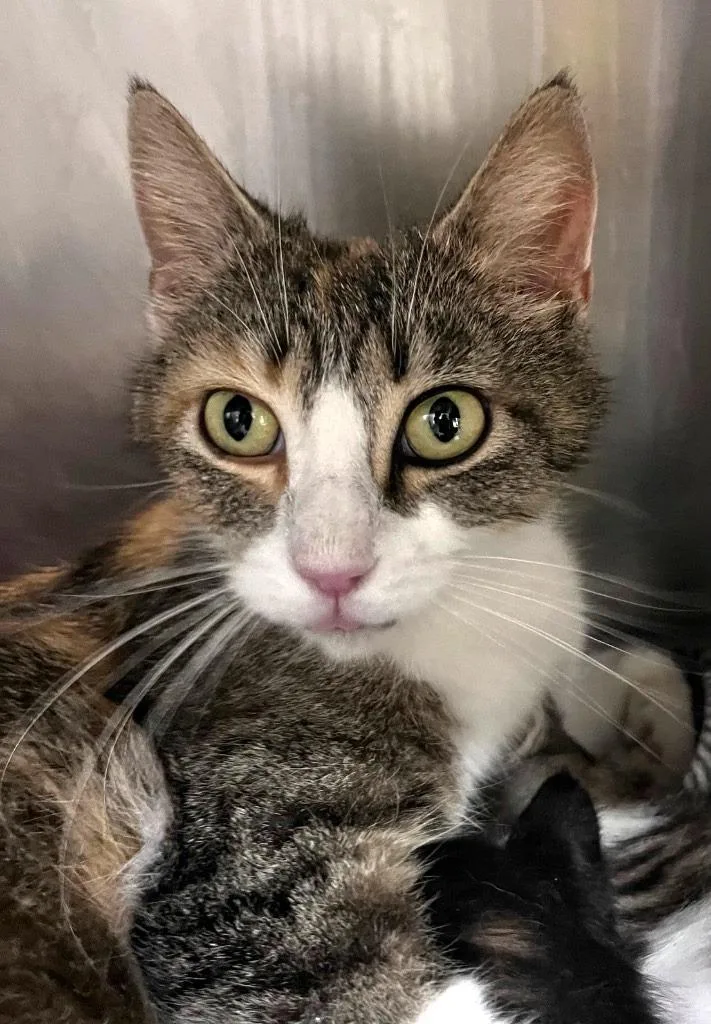 A young medium-sized female Domestic Short Hair cat named Liv for adoption in Cincinnati, OH