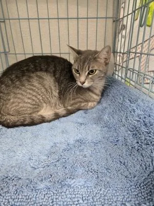 An adult medium-sized female Domestic Short Hair cat named Mother Gothel for adoption in Gainesville, FL