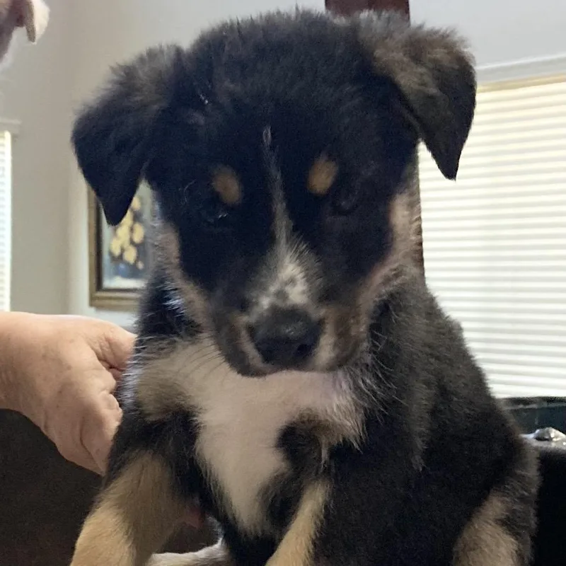 A baby medium-sized male Black Australian Shepherd dog named Anthony for adoption in Phoenix, AZ