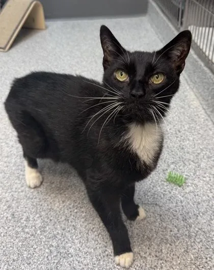 A senior medium-sized male Black Domestic Short Hair cat named Louie for adoption in Tinley Park, IL
