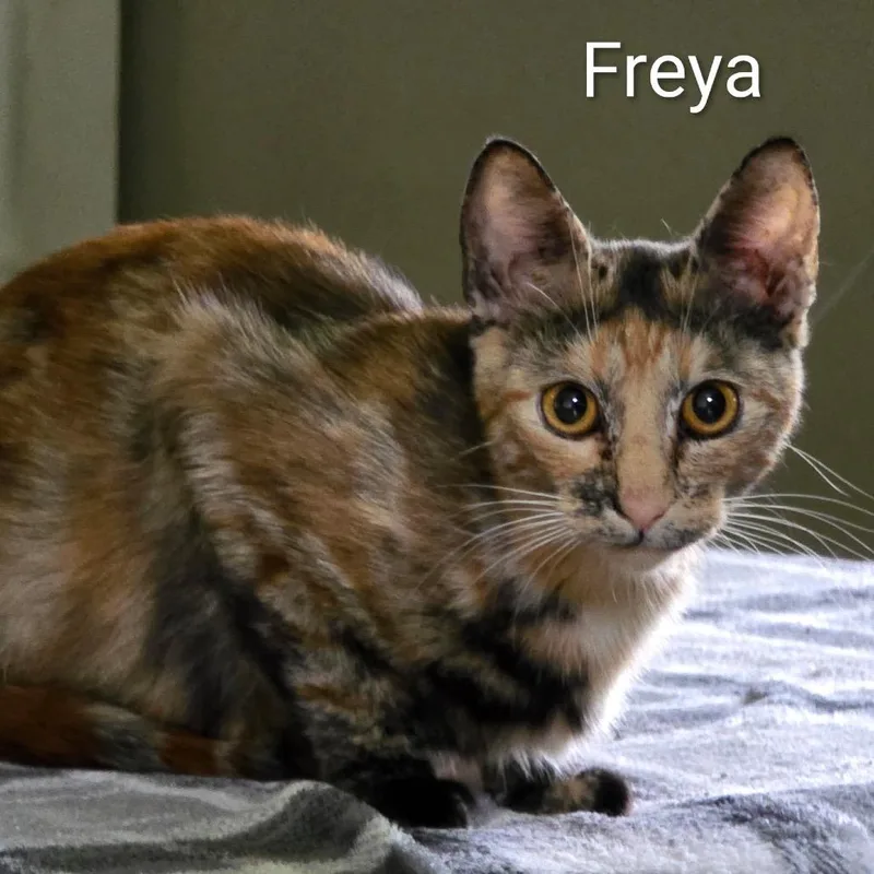 An adult medium-sized female Tortoiseshell Domestic Short Hair cat named Freya for adoption in Booneville, AR