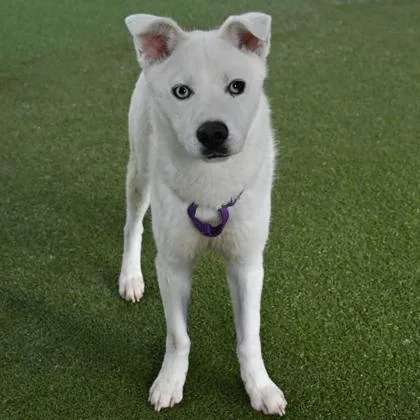 Elsa