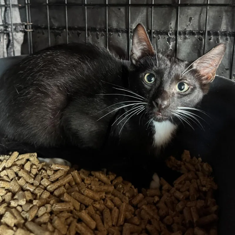 A baby small-sized male Black Domestic Short Hair cat named Tango for adoption in Fredericksburg, TX