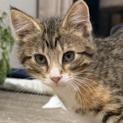A baby small-sized female Domestic Short Hair cat named Charm for adoption in Verona, WI