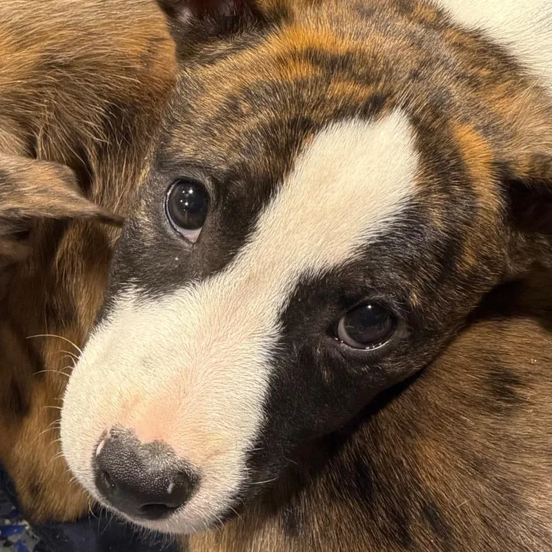 A baby medium-sized male Brown / Chocolate Australian Shepherd dog named Nemo for adoption in Duck River, TN