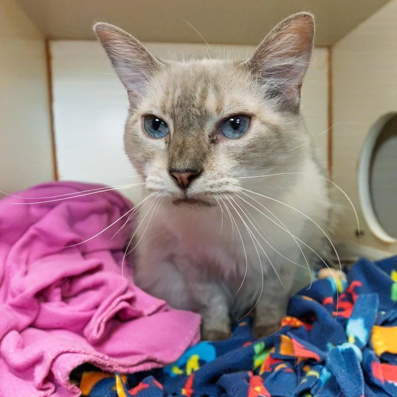 A senior large-sized female Cream / Ivory Siamese cat named Consuela for adoption in South Elgin, IL