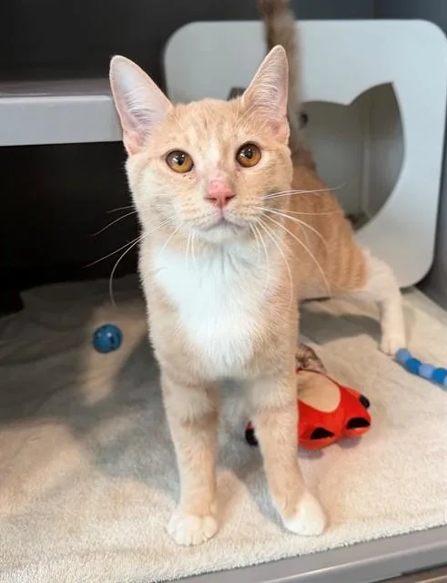 A young medium-sized male Domestic Short Hair cat named Marty for adoption in Leesburg, VA