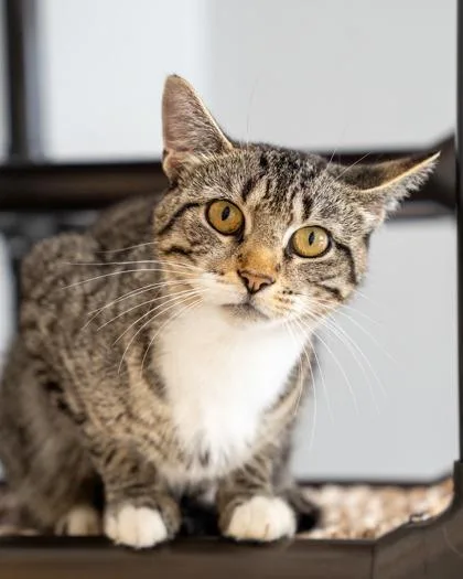 An adult medium-sized female Domestic Short Hair cat named Bambi for adoption in Pequot Lakes, MN