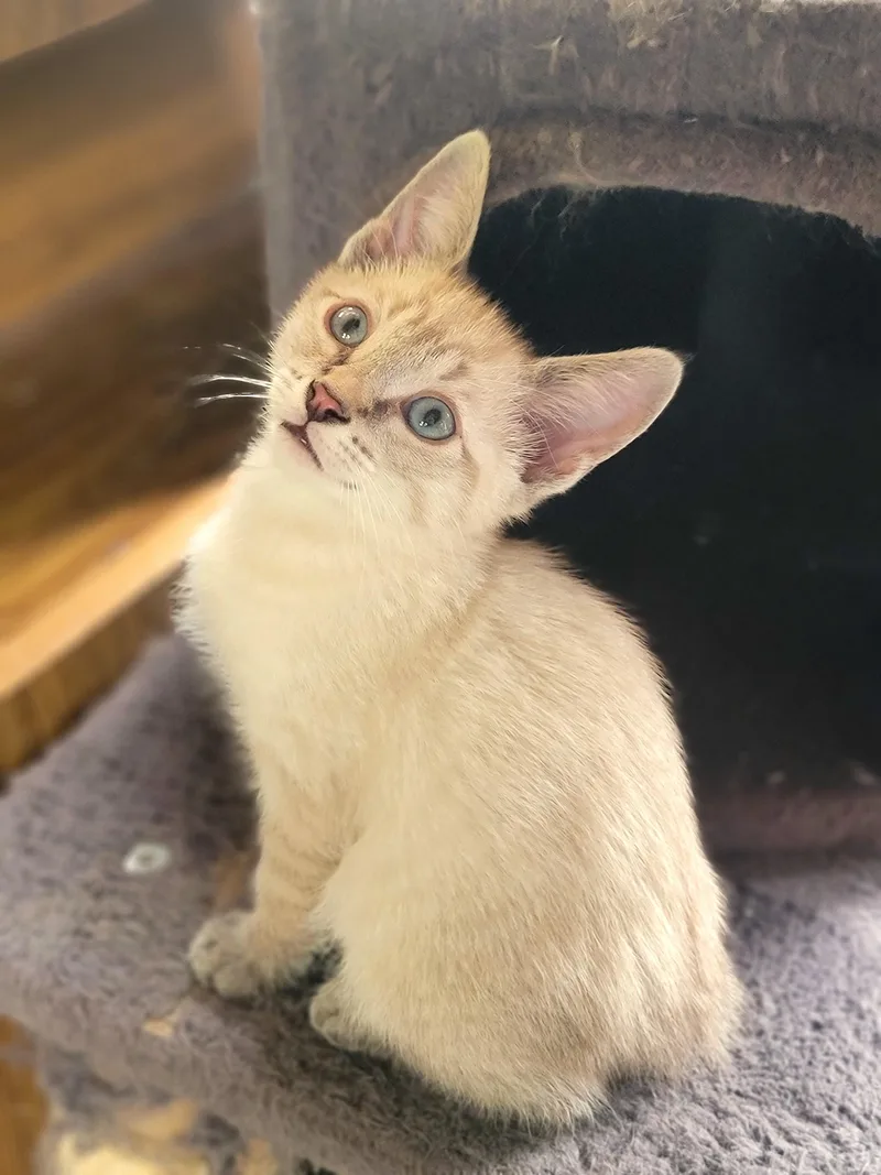 A baby medium-sized male Lilac Point Domestic Short Hair cat named Tommy for adoption in Washoe Valley, NV