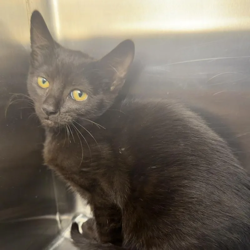 A baby small-sized female Domestic Short Hair cat named Waponi Woo for adoption in Los Angeles, CA