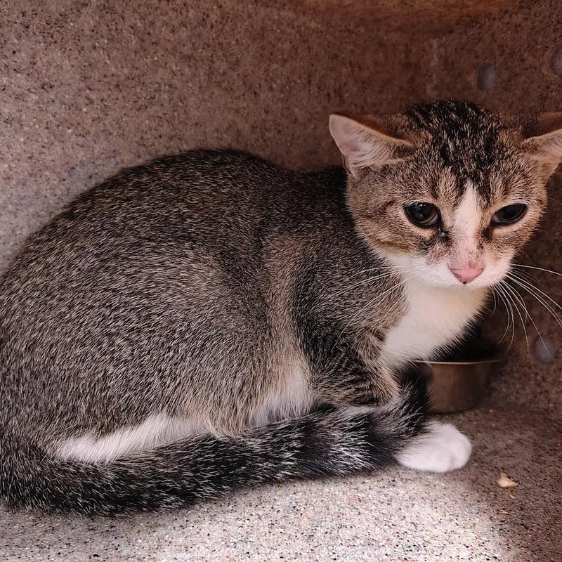 A young medium-sized female Gray / Blue / Silver Domestic Short Hair cat named Fluttershy for adoption in Cedar Rapids, IA