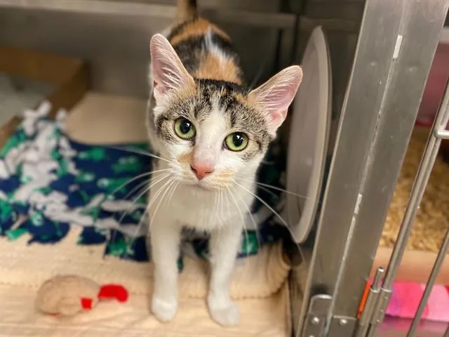 A young medium-sized female Domestic Short Hair cat named Crimson for adoption in Fort Wayne, IN