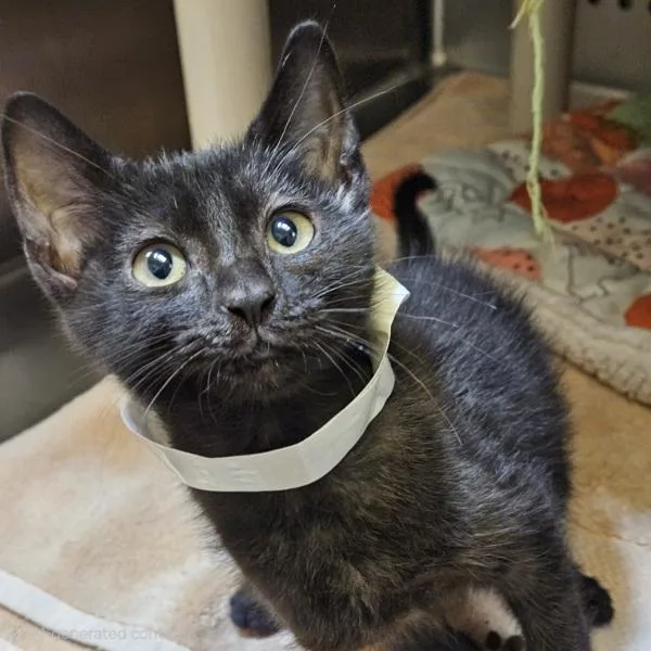 A baby small-sized male Domestic Short Hair cat named Pluto for adoption in Oakland, CA