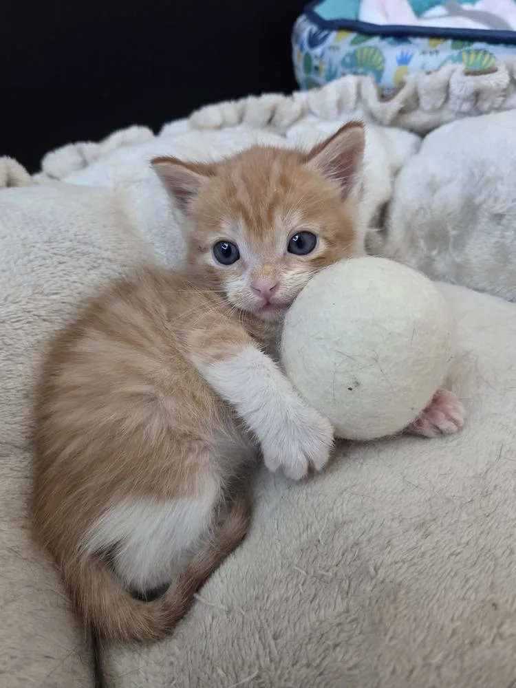 A baby small-sized male Orange & White Domestic Short Hair cat named Tandoori for adoption in Fremont, CA