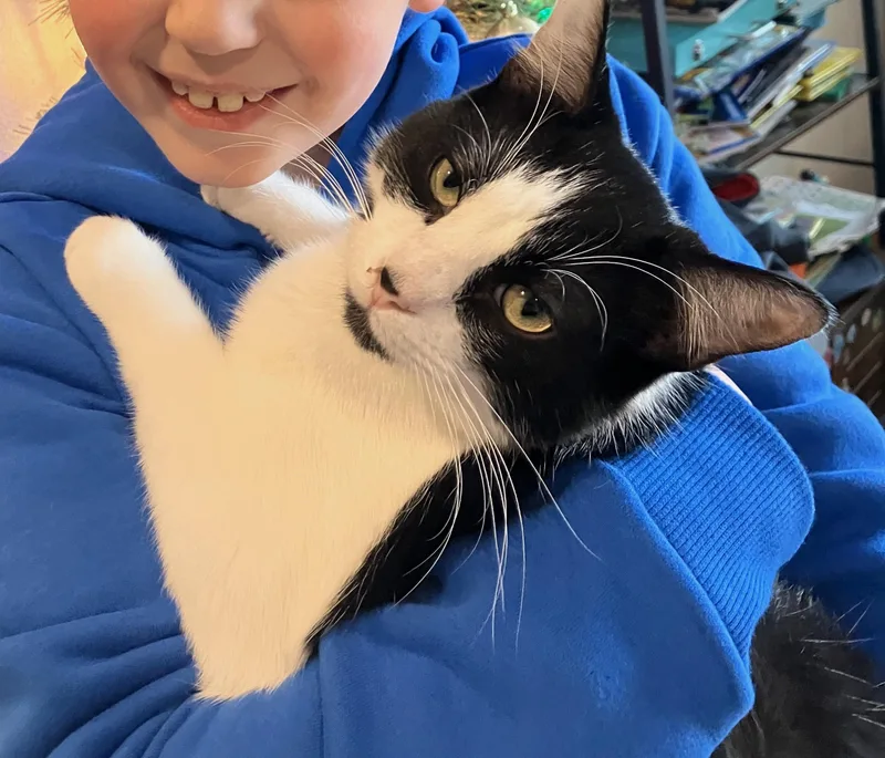 A young medium-sized male Black Domestic Short Hair cat named Binxy for adoption in Mission Viejo, CA