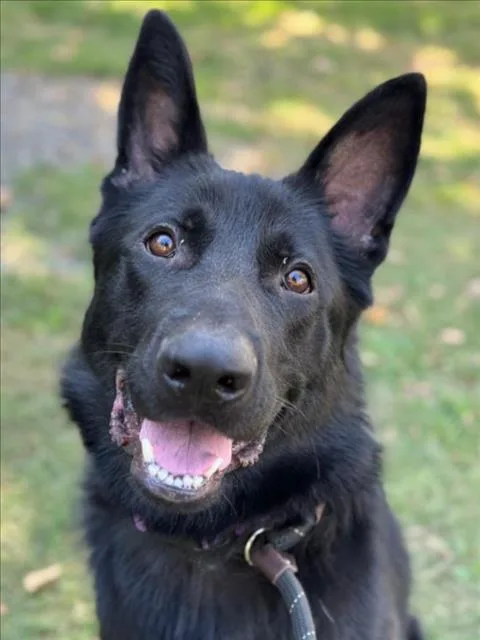 An adult large-sized male German Shepherd Dog dog named Onyx for adoption in Woodland, CA