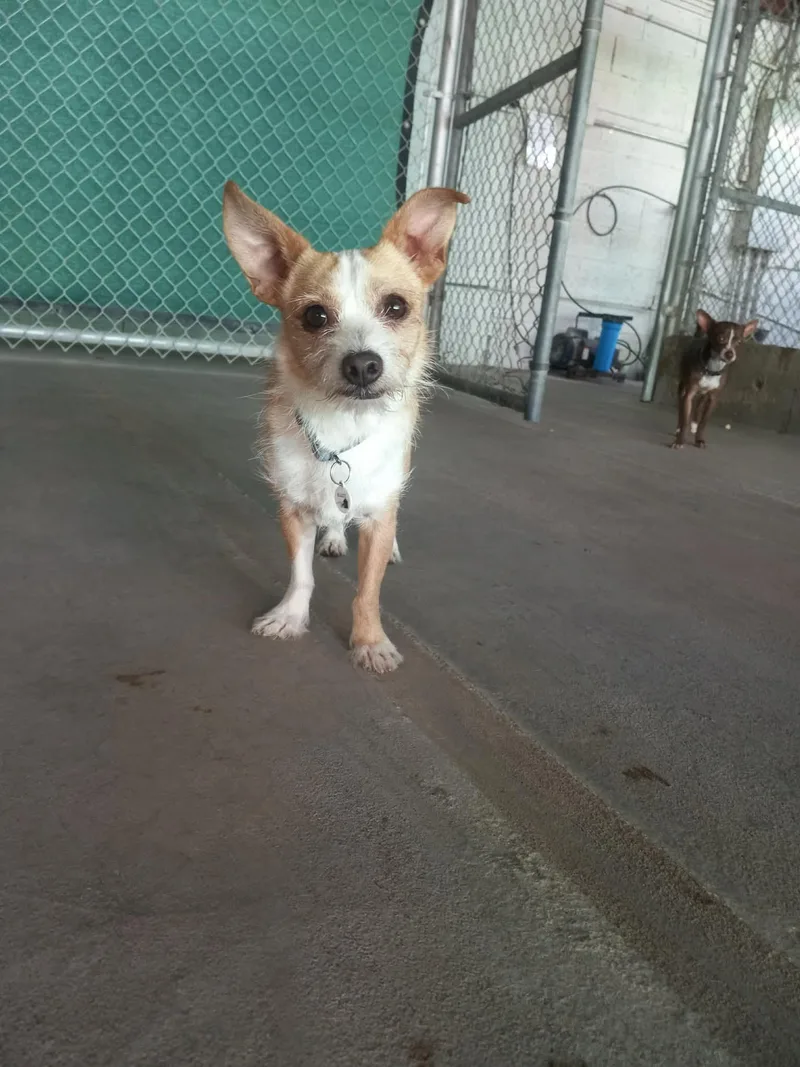 A young small-sized male Apricot / Beige Chihuahua dog named Manny for adoption in Phoenix, AZ