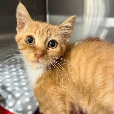 A baby medium-sized female Domestic Short Hair cat named Bunny for adoption in Cumming, GA