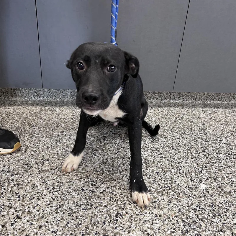 A baby medium-sized male Black Pit Bull Terrier dog named Jam for adoption in Morganton, NC