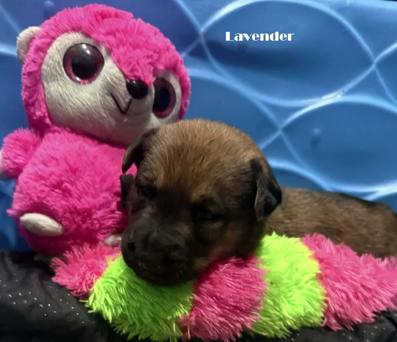 A baby small-sized male Belgian Shepherd / Malinois dog named Echo for adoption in Houston , TX