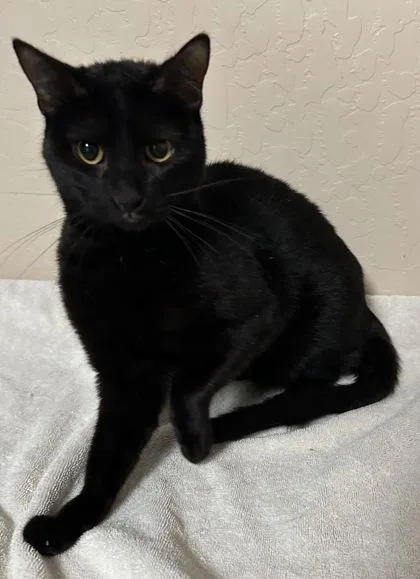 An adult small-sized female Domestic Short Hair cat named Obsidian for adoption in Phoenix, AZ