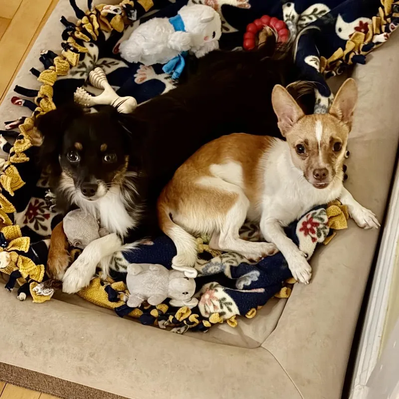 A young small-sized female Chihuahua dog named Jazmin for adoption in Crystal, MN