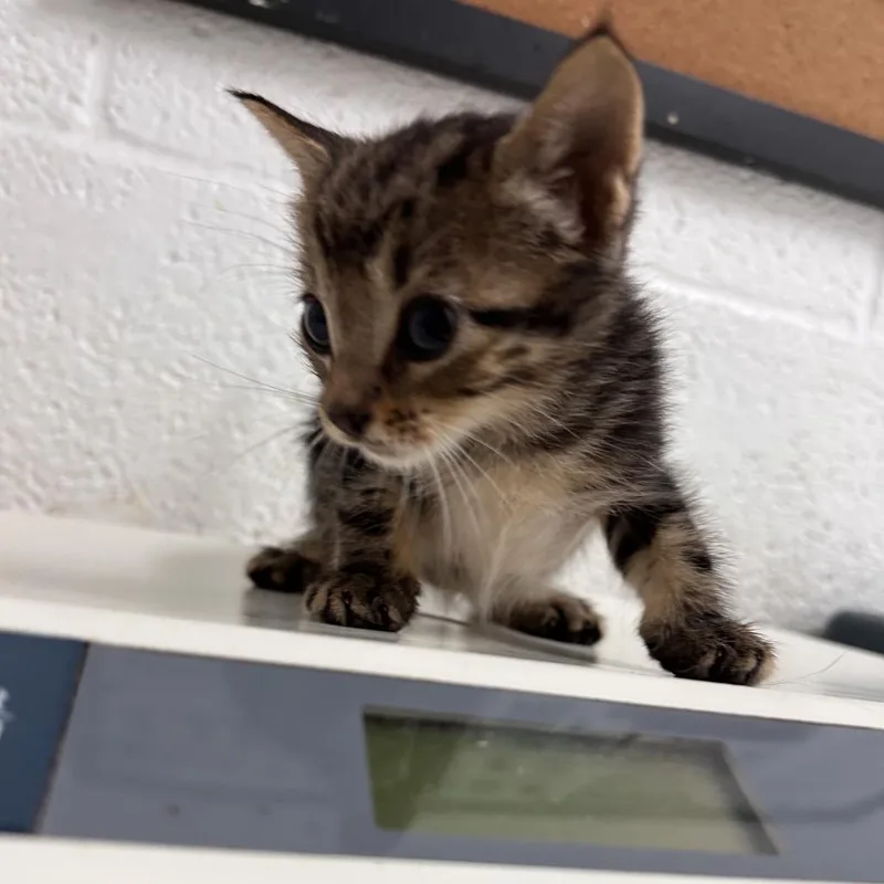 A baby small-sized male Brown / Chocolate American Shorthair cat named Nickel for adoption in Edinburg, TX