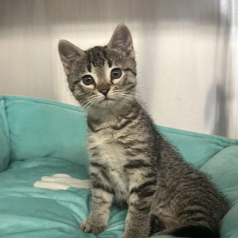 A baby medium-sized female Domestic Short Hair cat named Murphy for adoption in Mount Pleasant, MI