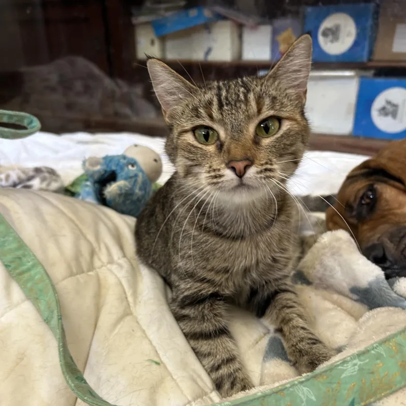 An adult medium-sized female Tabby (Buff / Tan / Fawn) Domestic Short Hair cat named Anna for adoption in Springdale, AR