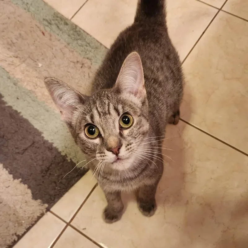 A young small-sized female Tabby (Gray / Blue / Silver) Domestic Short Hair cat named Biscoff for adoption in Janesville, WI