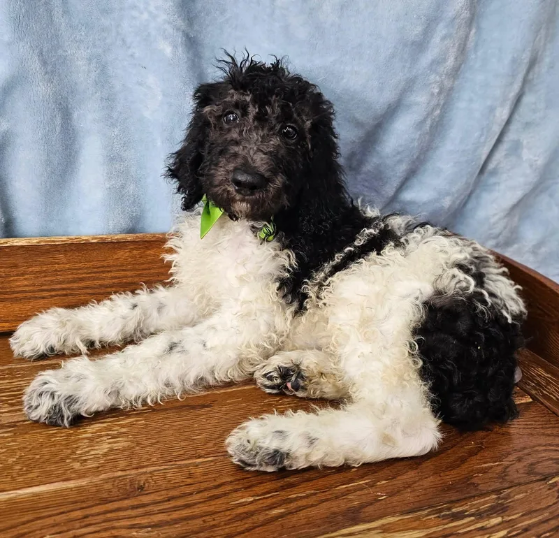 A baby medium-sized male White / Cream Standard Poodle dog named Popcorn for adoption in East Sparta, OH