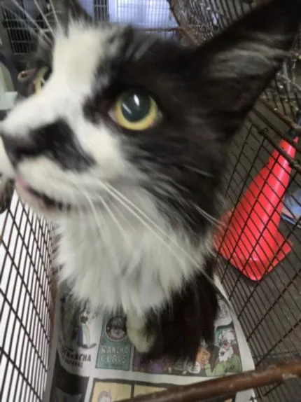 An adult medium-sized female Domestic Medium Hair cat named Frosty for adoption in Los Angeles, CA