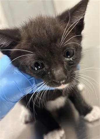A baby small-sized male Domestic Short Hair cat named Muffin for adoption in Ontario, CA
