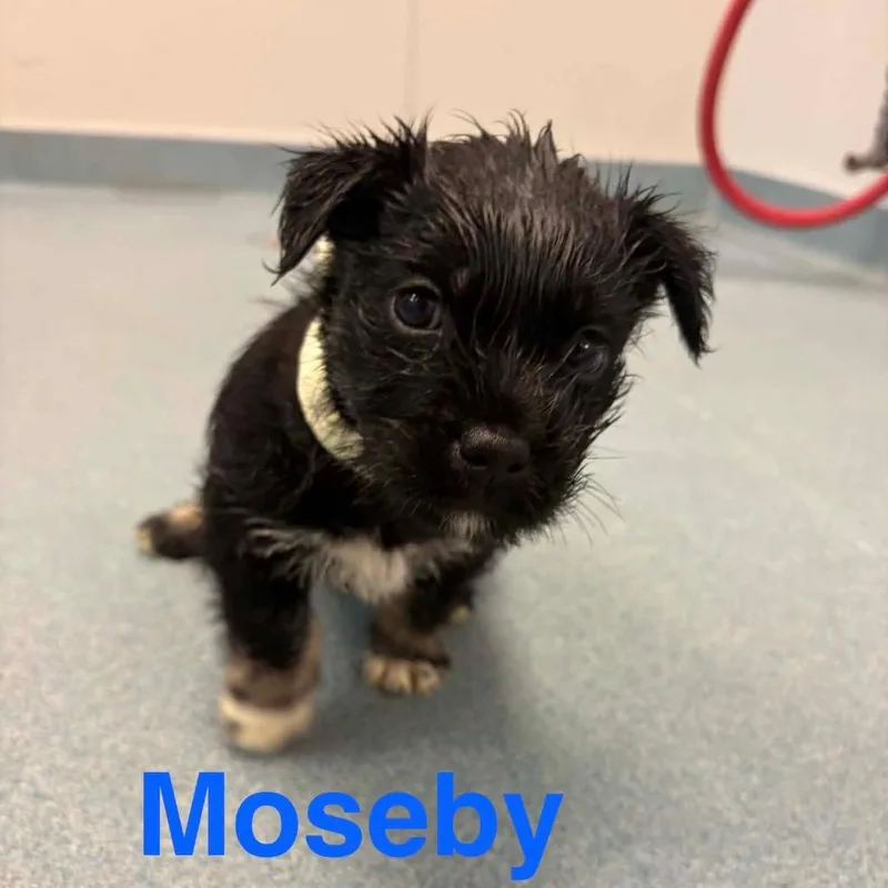 Moseby Arriving D